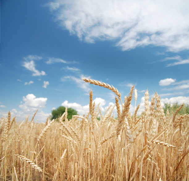粮食领域图片下载