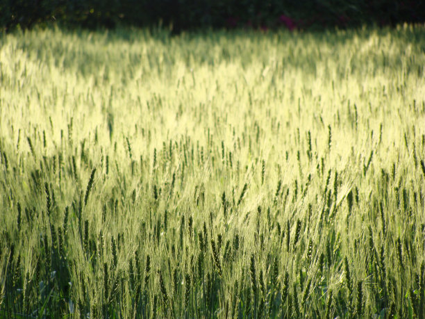 麦田。图片下载