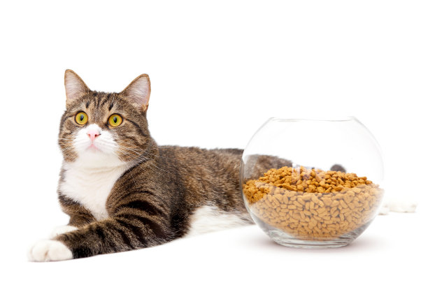 灰猫和干粮图片下载