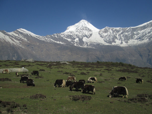 道拉吉里峰前的吃草牦牛图片下载