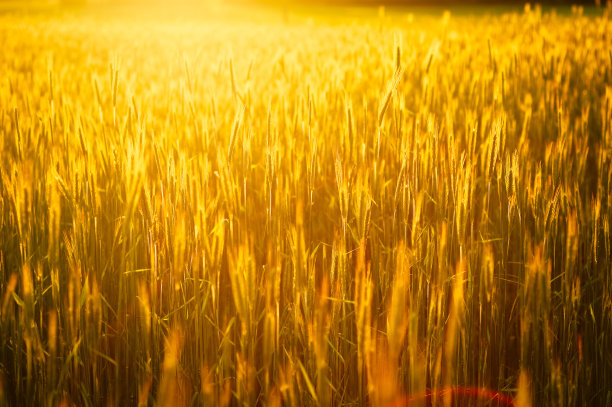 黑麦领域图片下载