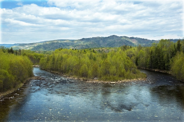 在针叶林河上图片下载