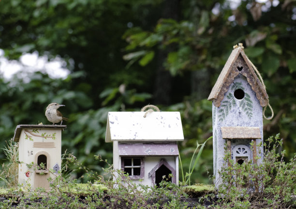鸟类真正生活在哪里图片下载