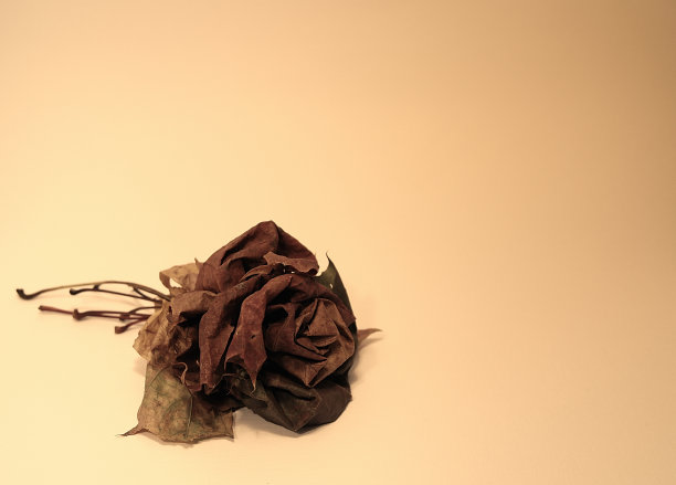 秋天的玫瑰图片下载