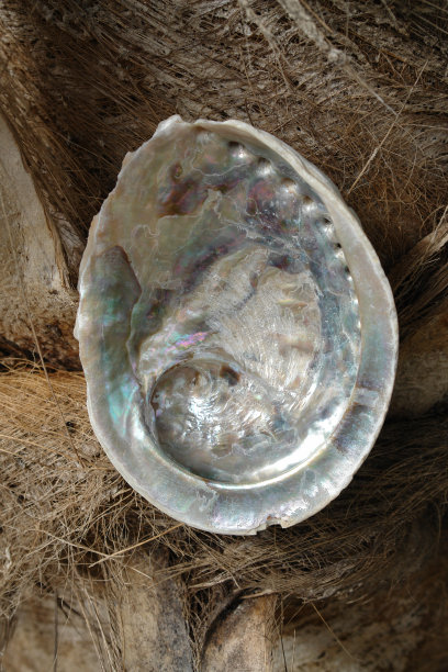 鲍鱼壳和椰子壳图片下载