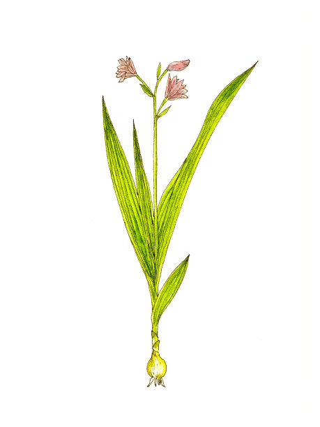 植物工厂。图片下载