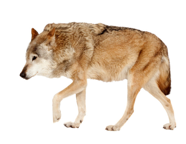 狼。孤立在白色图片下载
