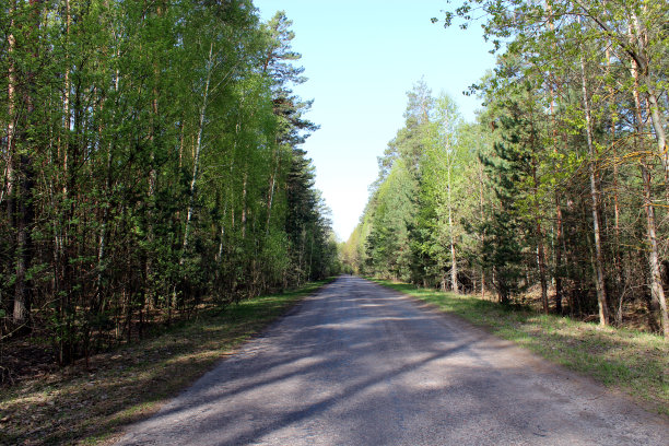夏季的景观有绿色的森林和松树图片下载