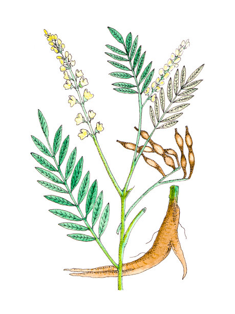 植物工厂。图片下载