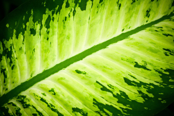 绿色芋头离开图片下载