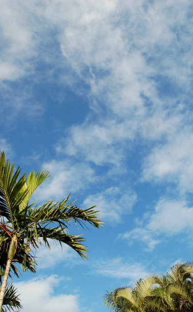 棕榈树，云彩和天空图片下载