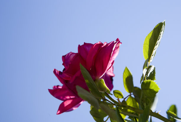 红玫瑰配蓝图片下载