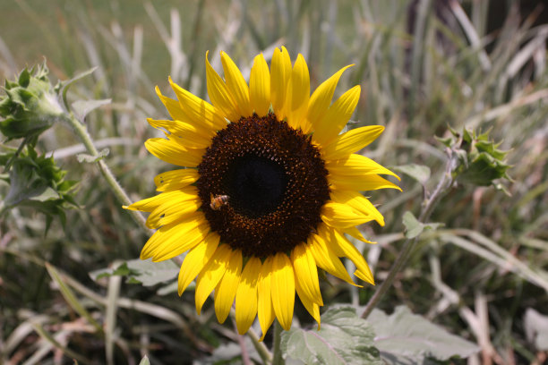 蜜蜂在向日葵图片下载