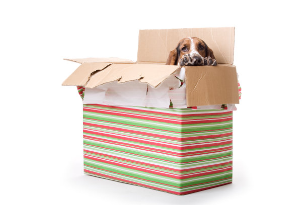 小狗现在。图片下载