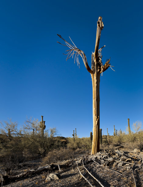 死仙人掌图片下载