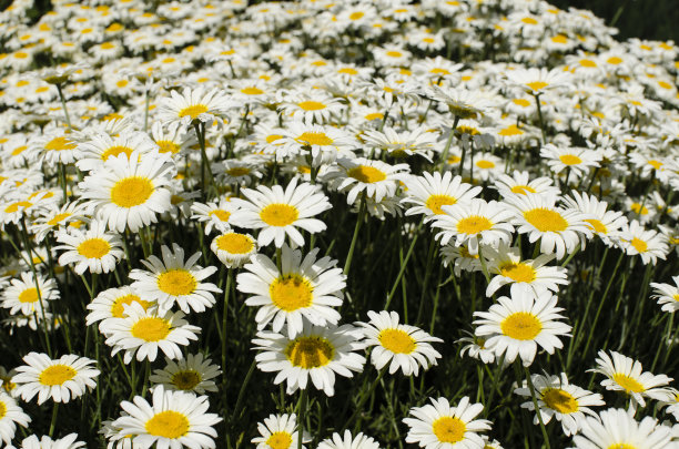 美丽的雏菊图片下载