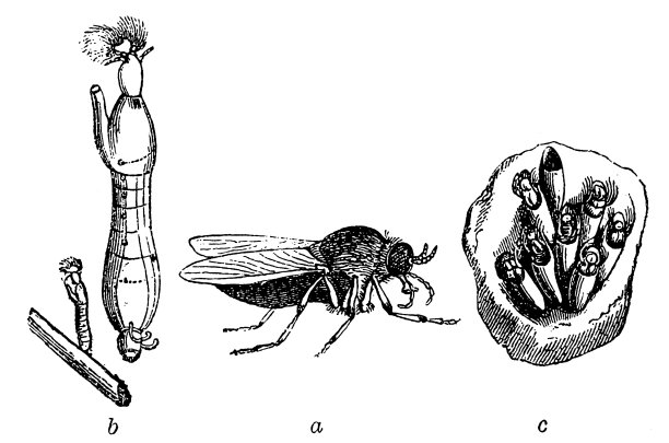西穆利亚·马库拉塔图片下载