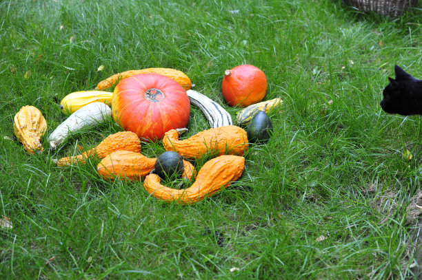 南瓜和猫在草地上过感恩节。图片下载