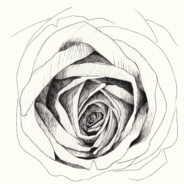 玫瑰速写本图片下载