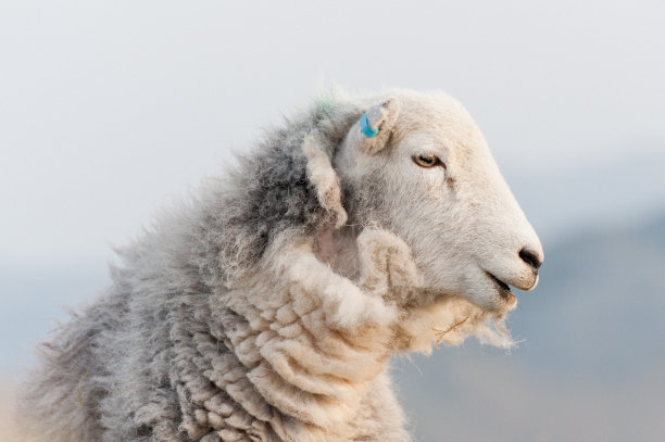 英国湖区:赫德威克羊图片下载