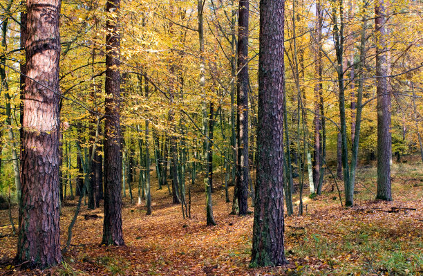 森林。图片下载