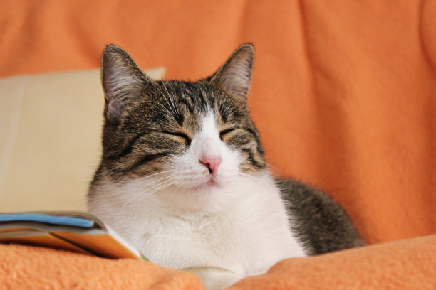 可爱的小猫睡在沙发上图片下载