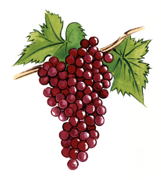 红葡萄图片下载