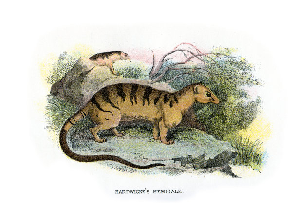 哈德威克的海米格尔素材图片