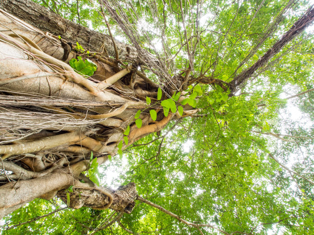 森林的树木。大自然的绿色木材和阳光图片下载