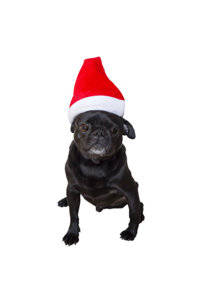 穿着圣诞服装的黑哈巴狗图片下载