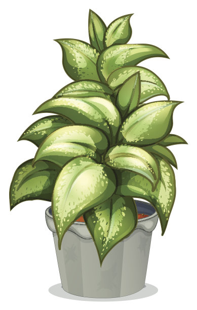 多叶植物图片下载