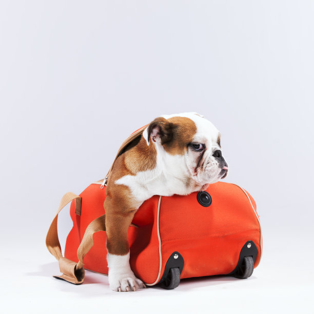 法国斗牛犬图片下载