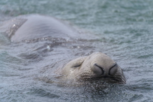 南乔治亚的海狮图片下载