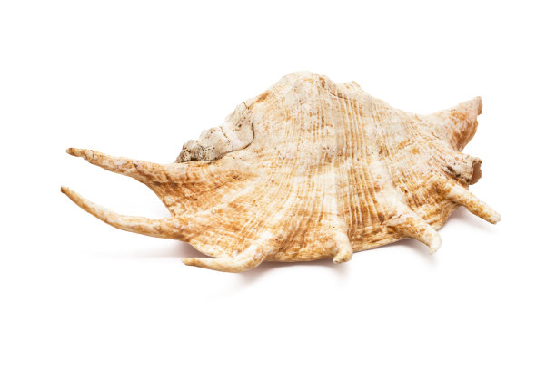 蜘蛛壳图片下载