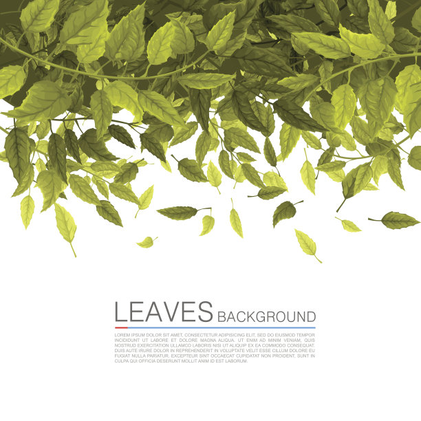 把绿叶盖在白色的背景上图片下载