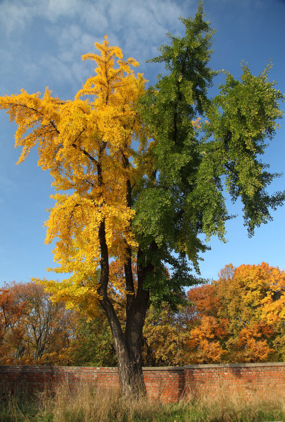 银杏有两种颜色图片下载