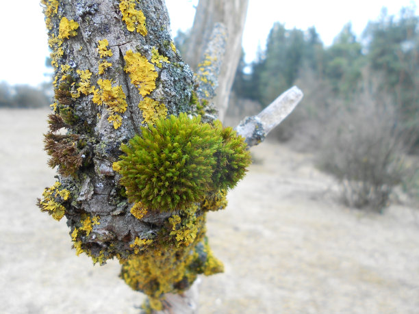 托特鲍姆图片下载