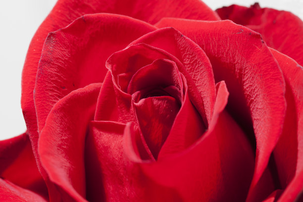 红玫瑰图片下载