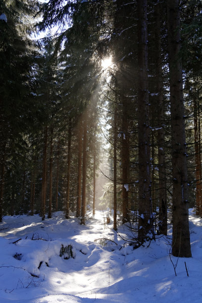 在树林中发光图片下载