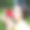 花园里有一朵红玫瑰的女人肖像图片下载