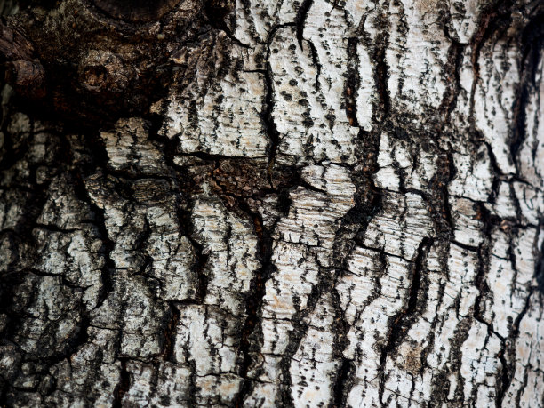 来自热带森林的树木的黑白纹理图片下载