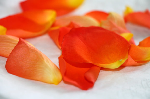 橙玫瑰花瓣图片下载