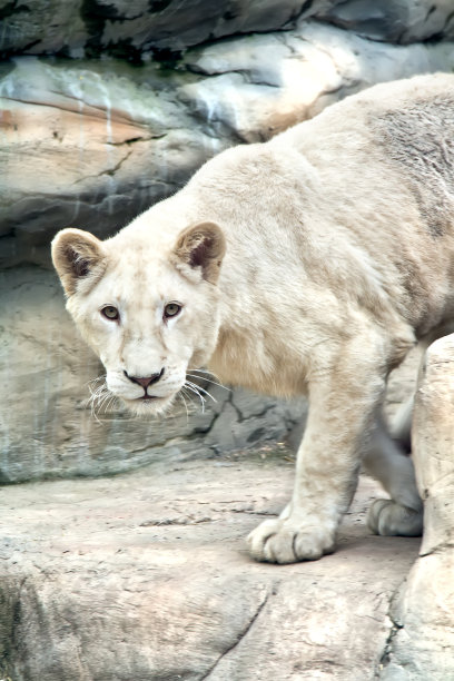 母狮攻击图片下载