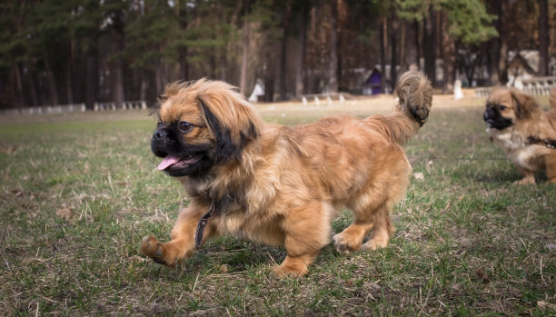 可爱的北京哈巴狗散步。春天的季节。图片下载