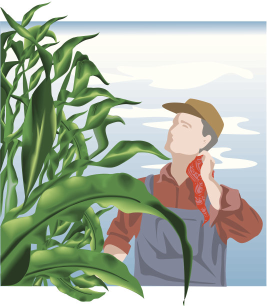 农民看玉米C图片下载