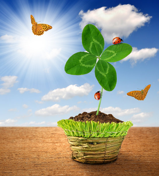 三叶草图片下载