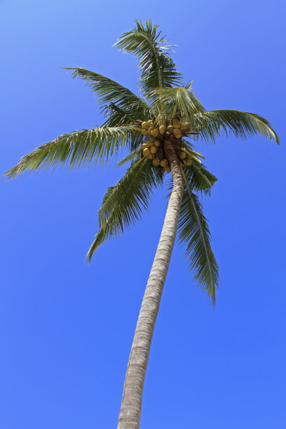 泰国，从楼层高处俯瞰椰子树图片下载