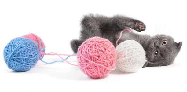 灰色的小猫图片下载