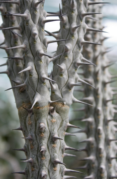 蓝色的仙人掌图片下载