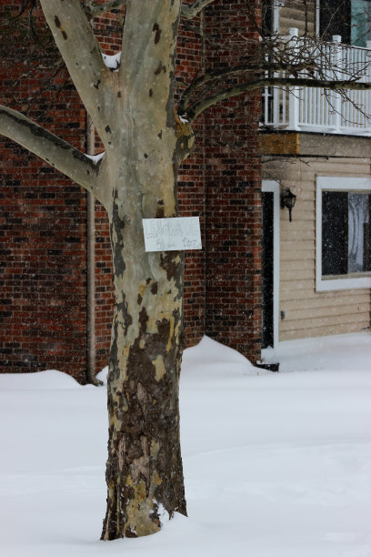 冬天的树，上面钉着标志图片下载